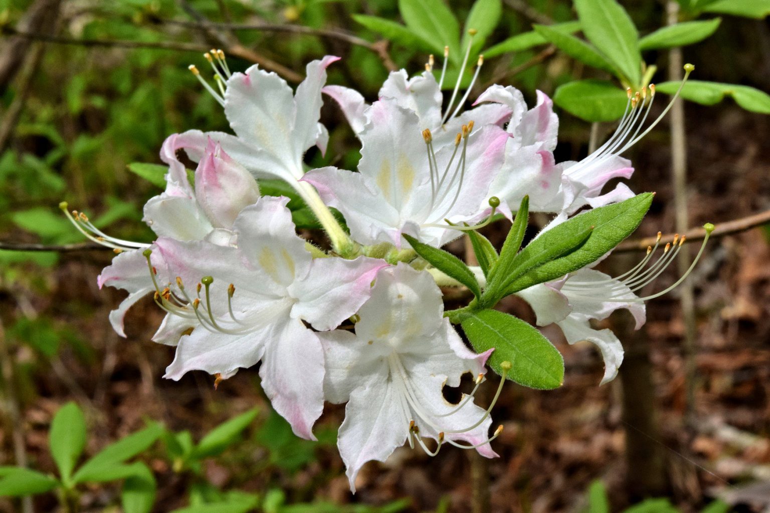 Rhododendron alabamense – www.pentanthera.de